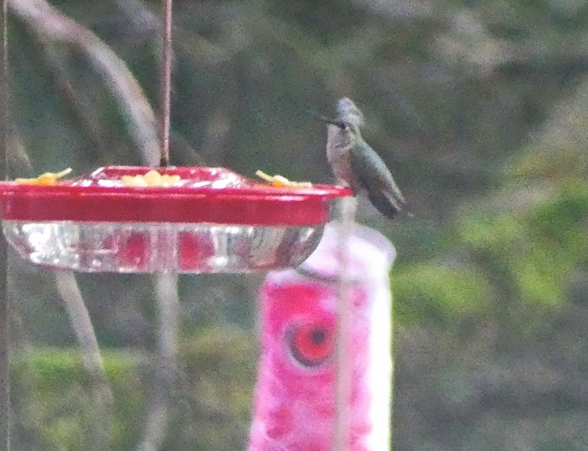 Rufous Hummingbird - ML501785691