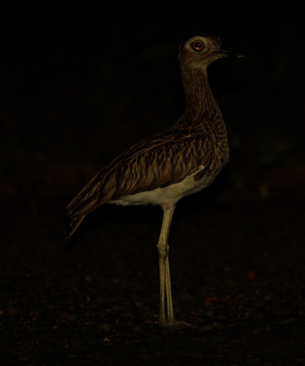 Double-striped Thick-knee - ML501786881