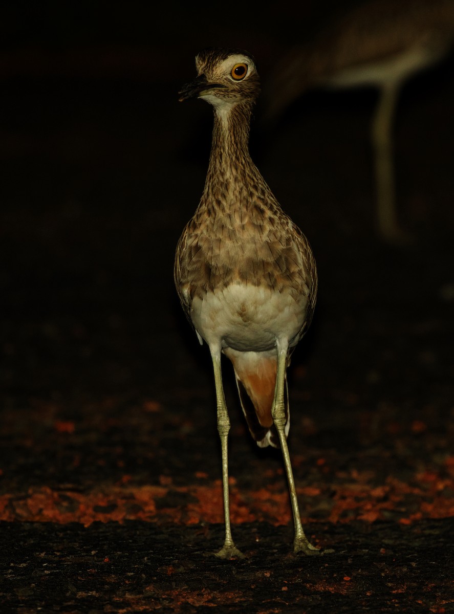 Double-striped Thick-knee - ML501786891