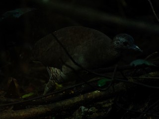 Undulated Tinamou, ML501788071