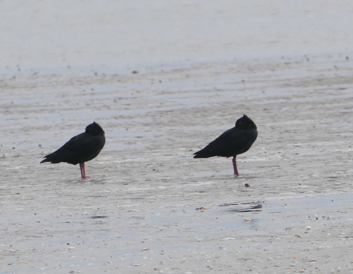 new-zealand-bird-atlas-checklist-7-nov-2022-waipu-wildlife-refuge