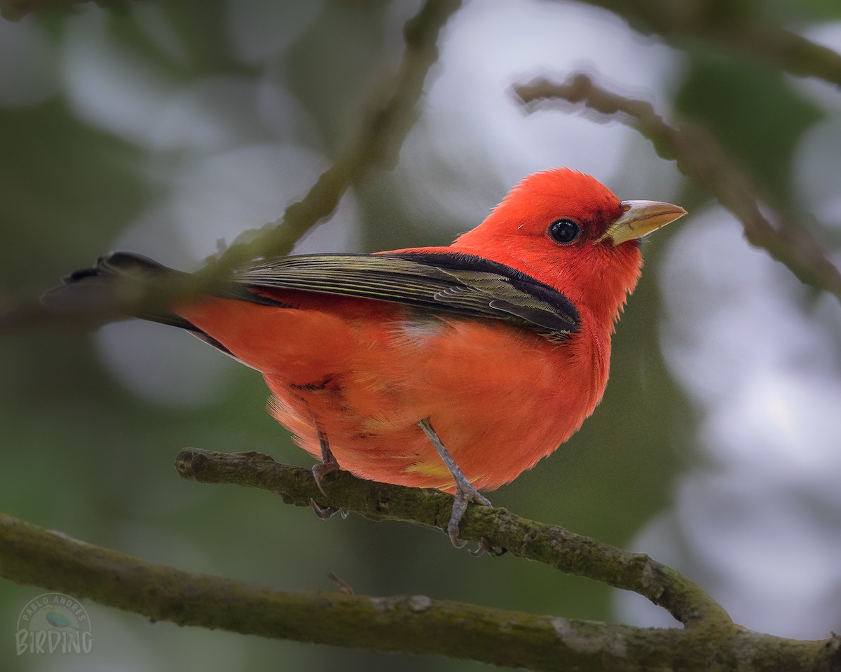 Scarlet Tanager - ML501794641