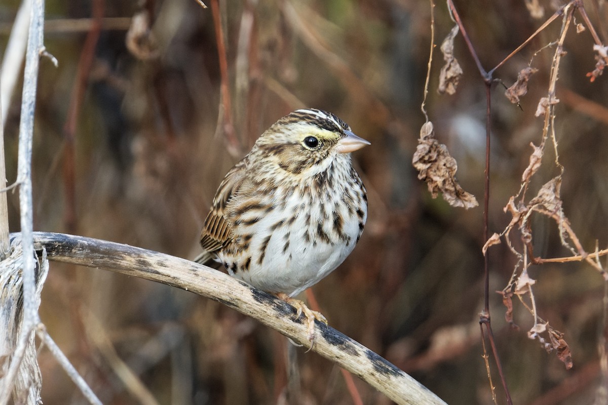 Savannah Sparrow - ML501797811