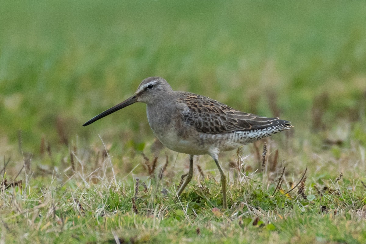 Long-billed Dowitcher - ML501799771