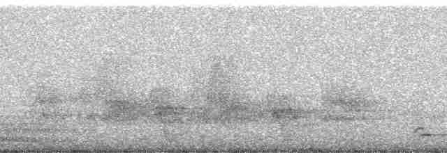 Beyaz Belli Şama [malabaricus grubu] - ML5018