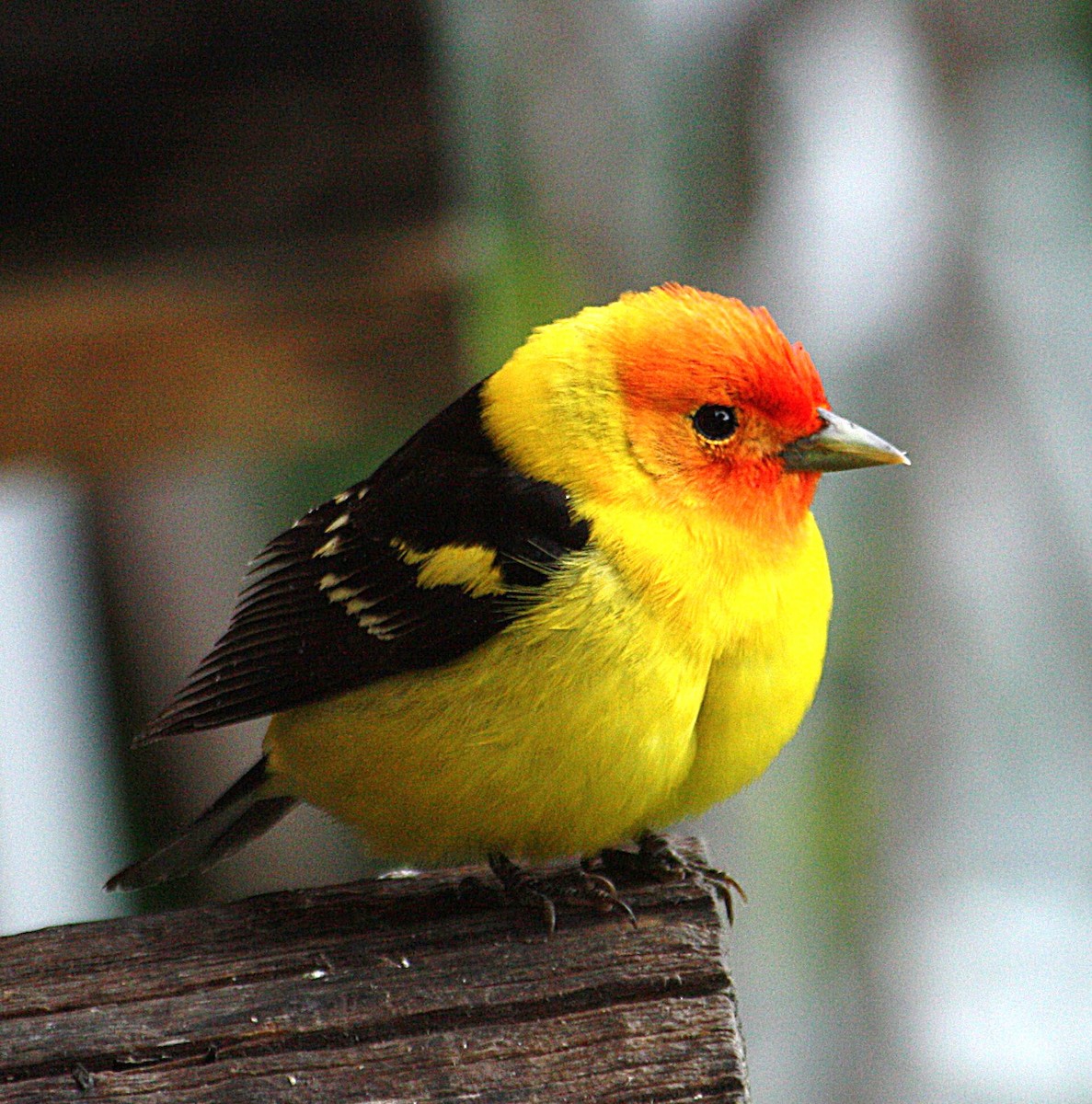 Western Tanager - ML50180211
