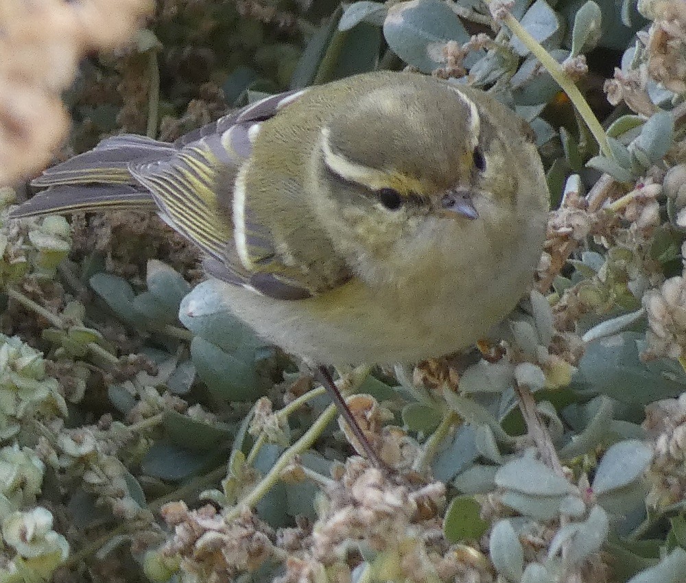 Yellow-browed Warbler - ML501802121