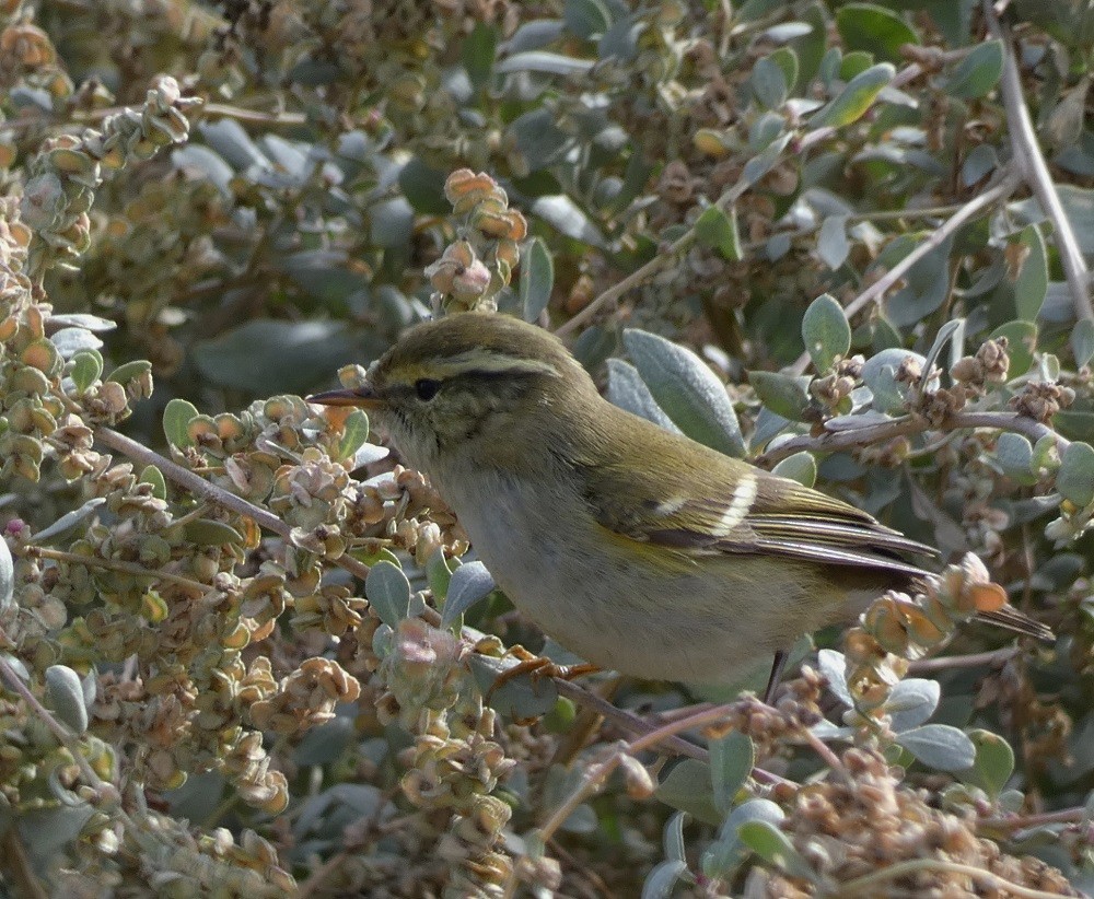 Yellow-browed Warbler - ML501802141