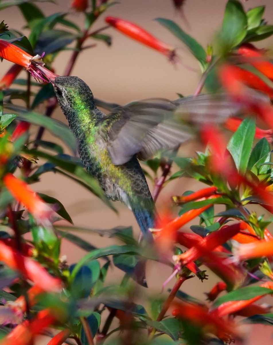 Broad-billed Hummingbird - ML501802491