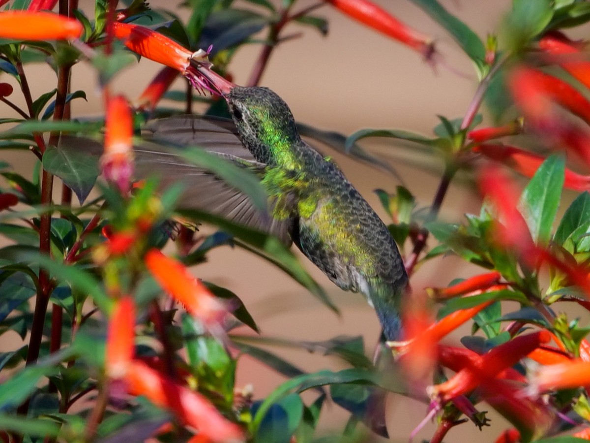 Broad-billed Hummingbird - ML501802501