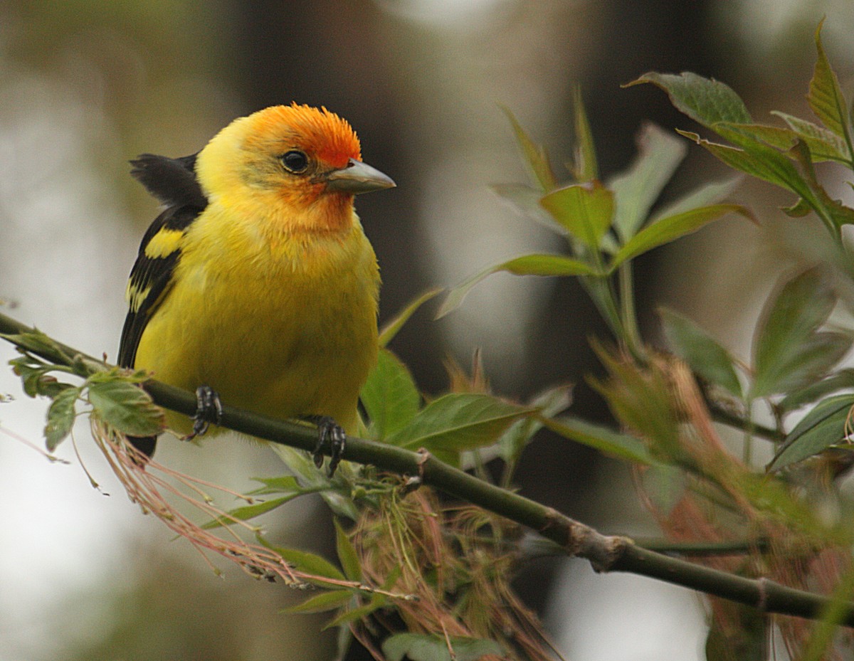 Western Tanager - ML50180251