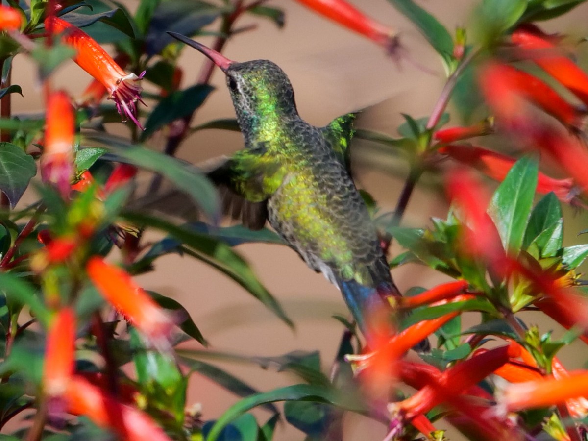 Broad-billed Hummingbird - ML501802511