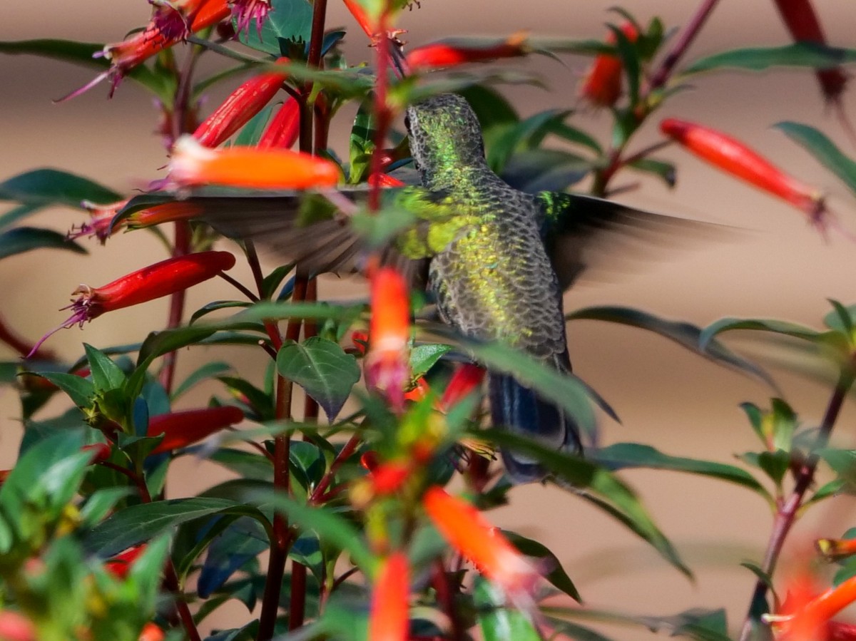 Broad-billed Hummingbird - ML501802521