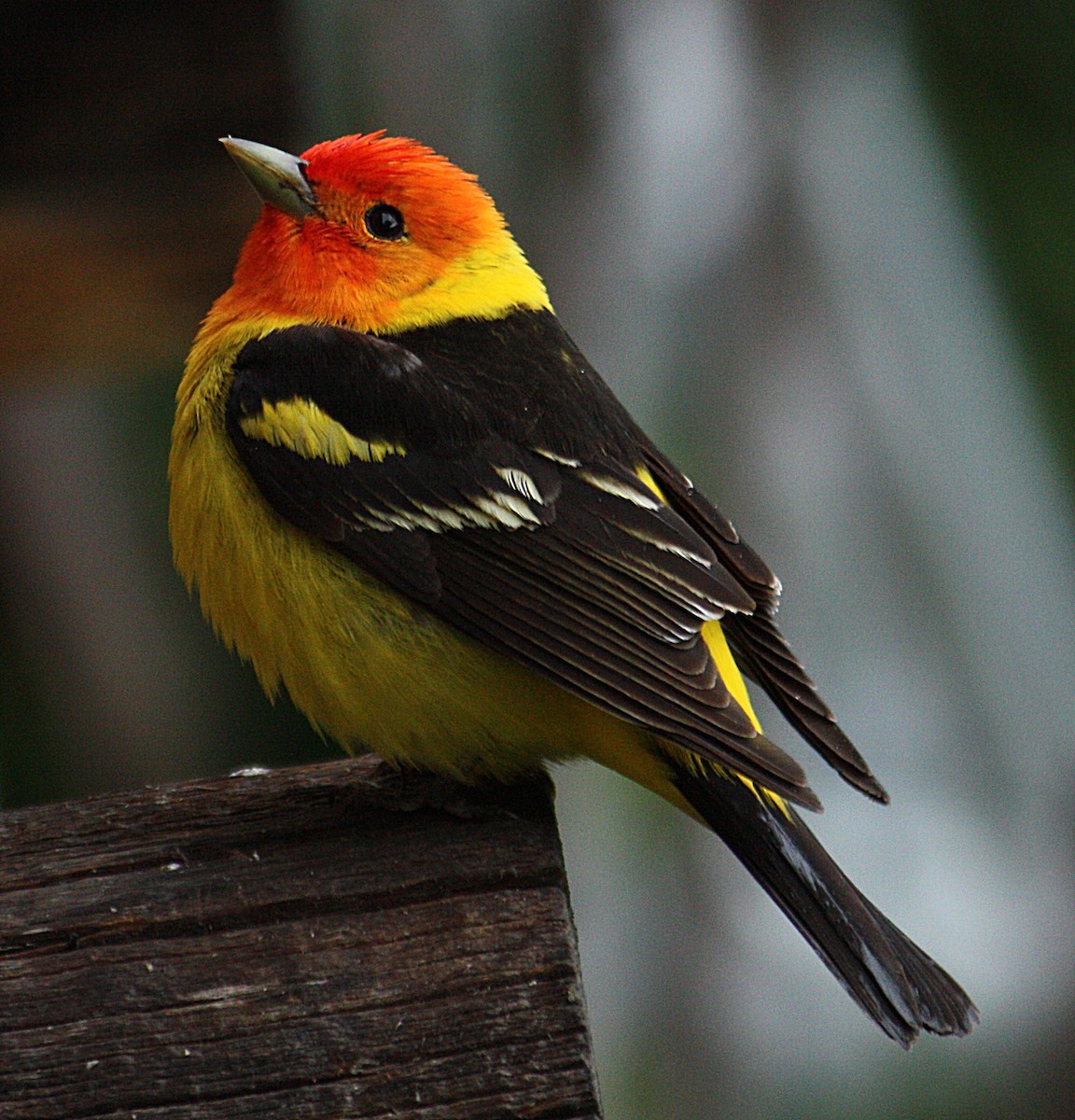 Western Tanager - ML50180261