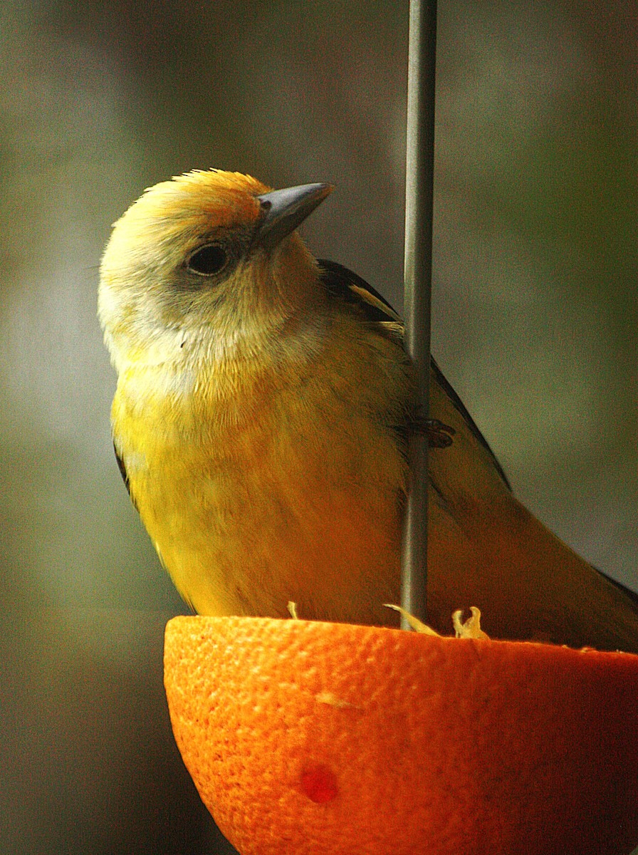 Western Tanager - ML50180291