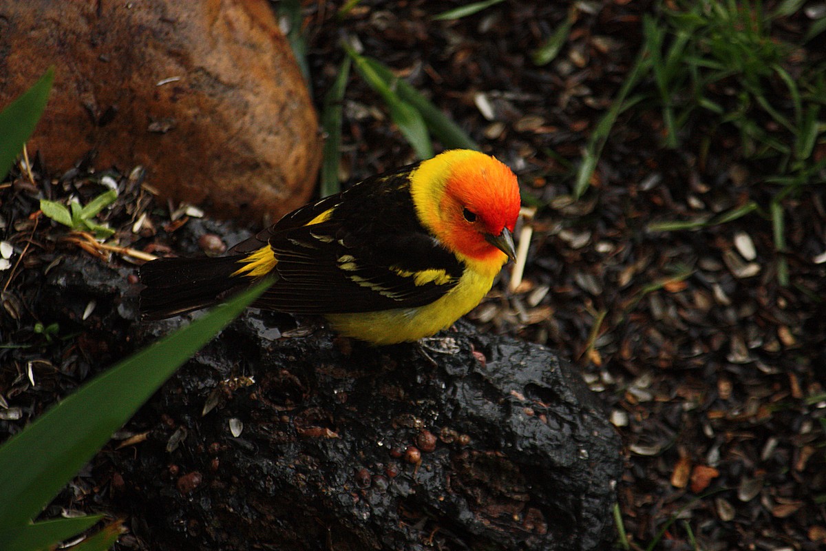Western Tanager - ML50180331