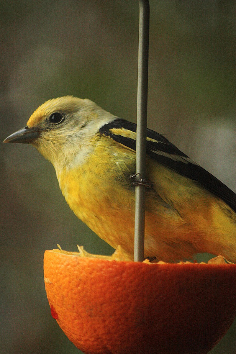 Western Tanager - ML50180351