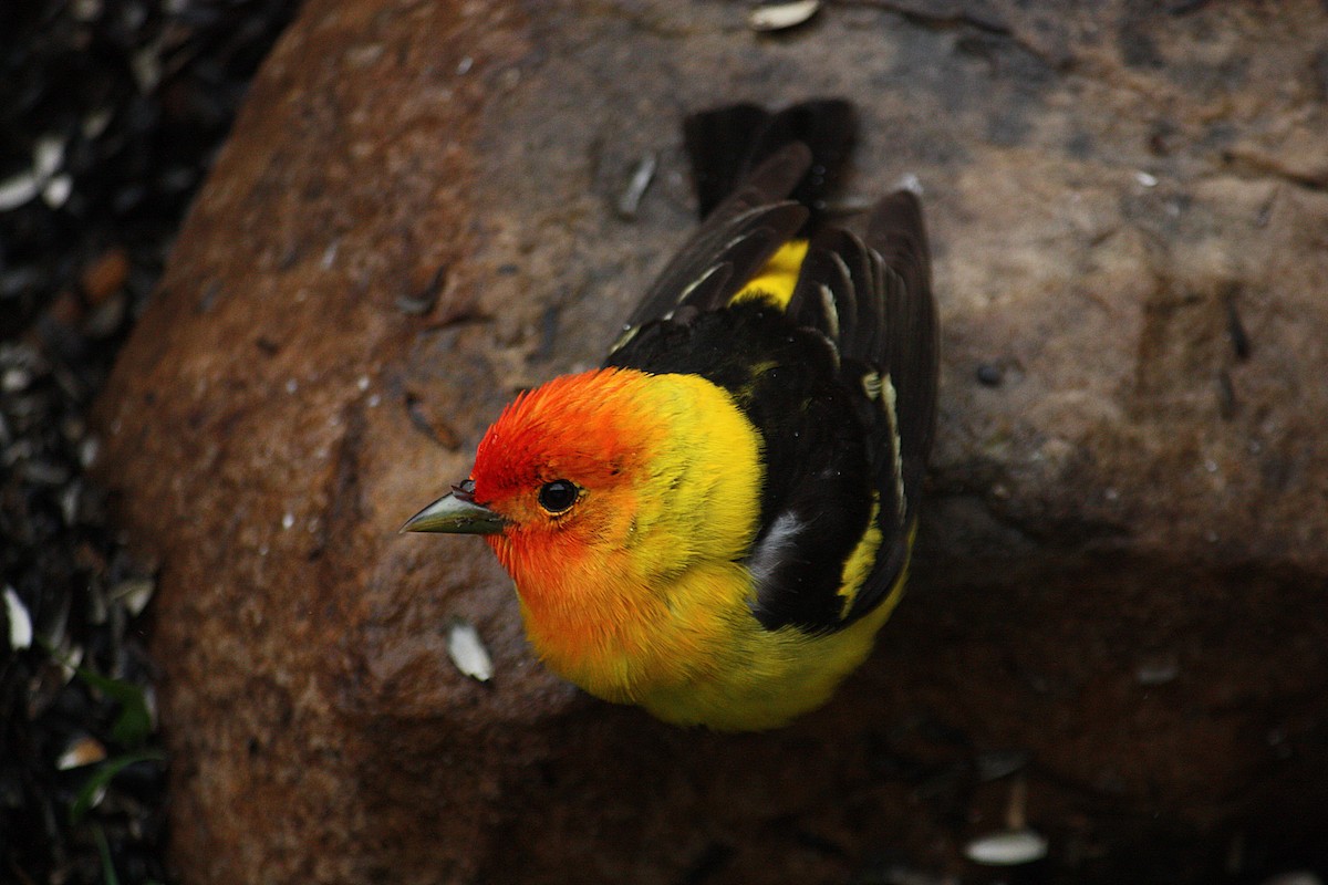 Western Tanager - ML50180391