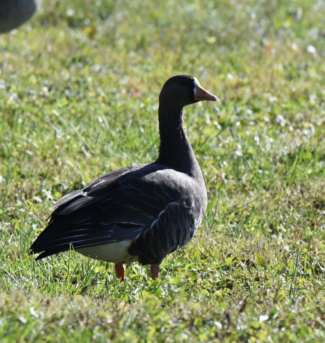 Greater White-fronted Goose - ML501804521