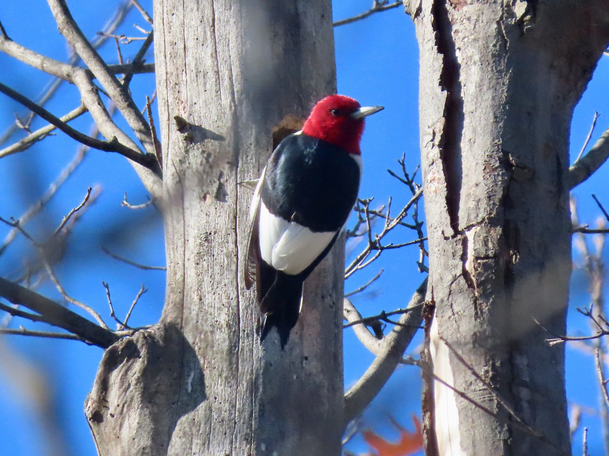 Red-headed Woodpecker - Thomas Riley
