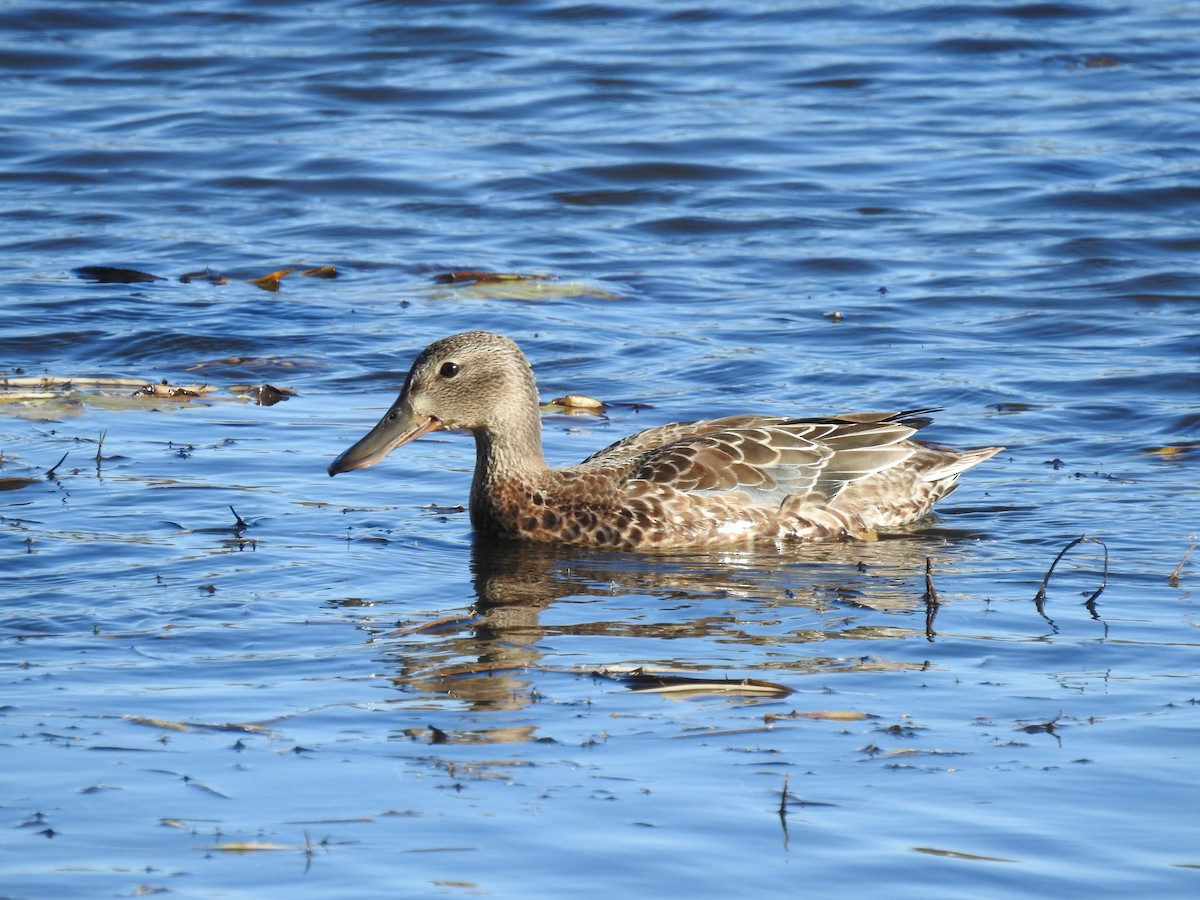 eBird Checklist - 8 Nov 2022 - Tommy Thompson Park - 64 species (+5 ...