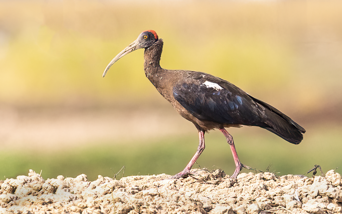 ibis bradavičnatý - ML501811111
