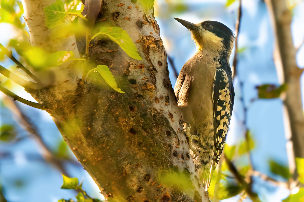 White-fronted Woodpecker - Jaap Velden