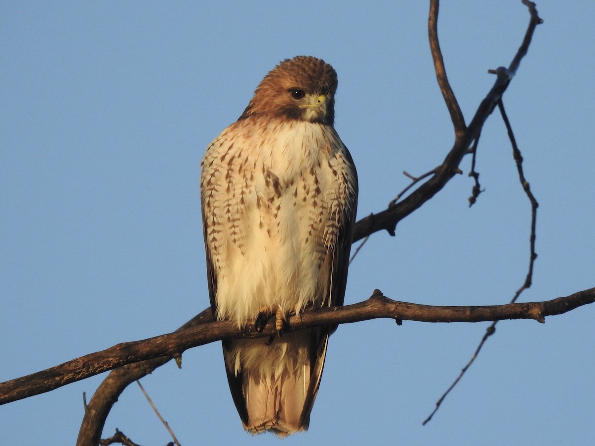 Red-tailed Hawk - ML501815241