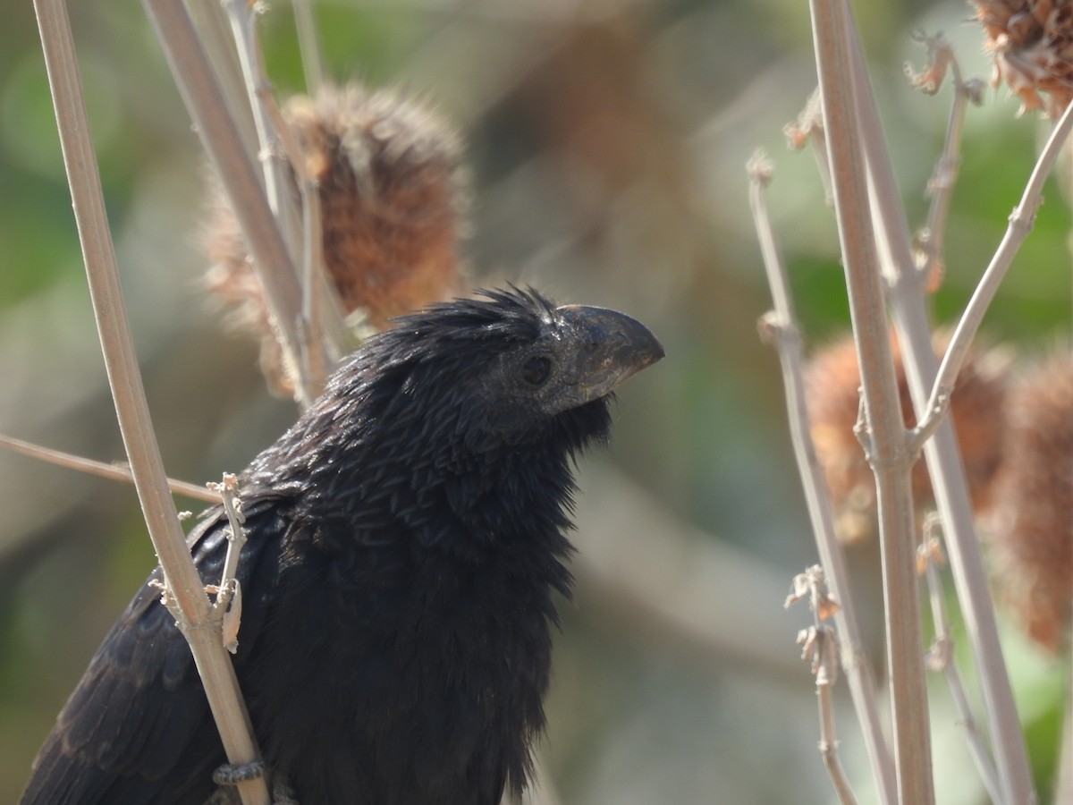 Groove-billed Ani - Isain Contreras