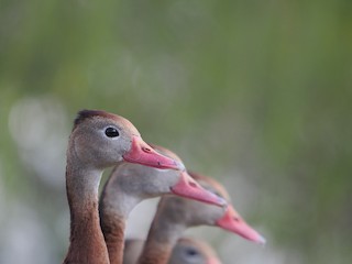 Black-bellied Whistling-Duck, ML501823771