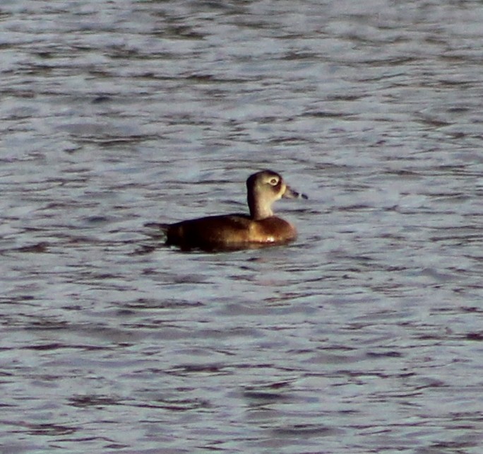 Ring-necked Duck - ML501825621