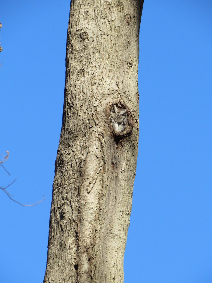 Ebird Checklist Nov Mentor Marsh State Nature Preserve