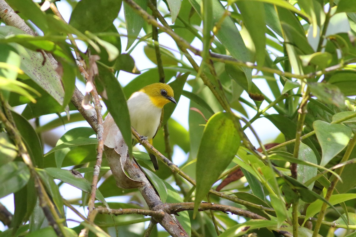 Black-fronted White-eye (Green-fronted) - ML501835351