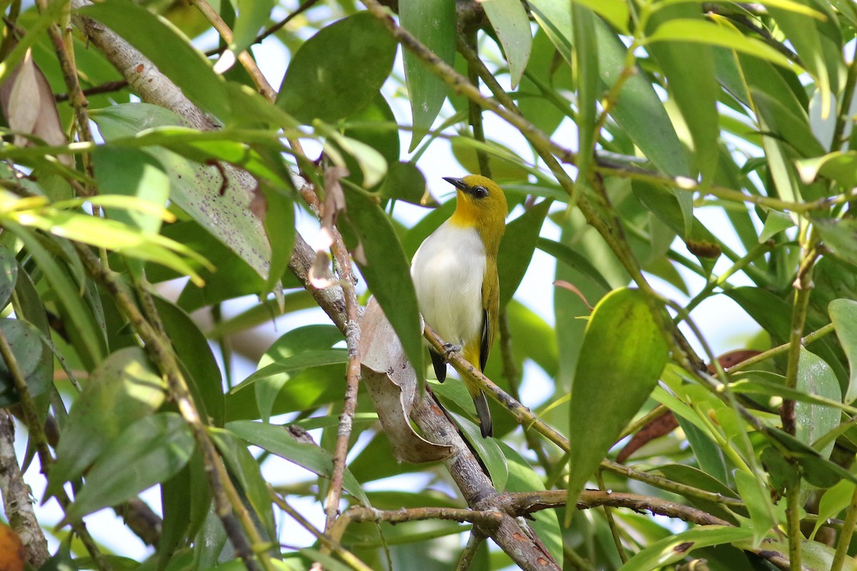 Black-fronted White-eye (Green-fronted) - ML501835361