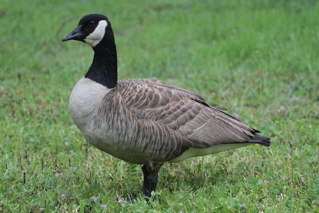 Canada goose 2024 6pm argentina