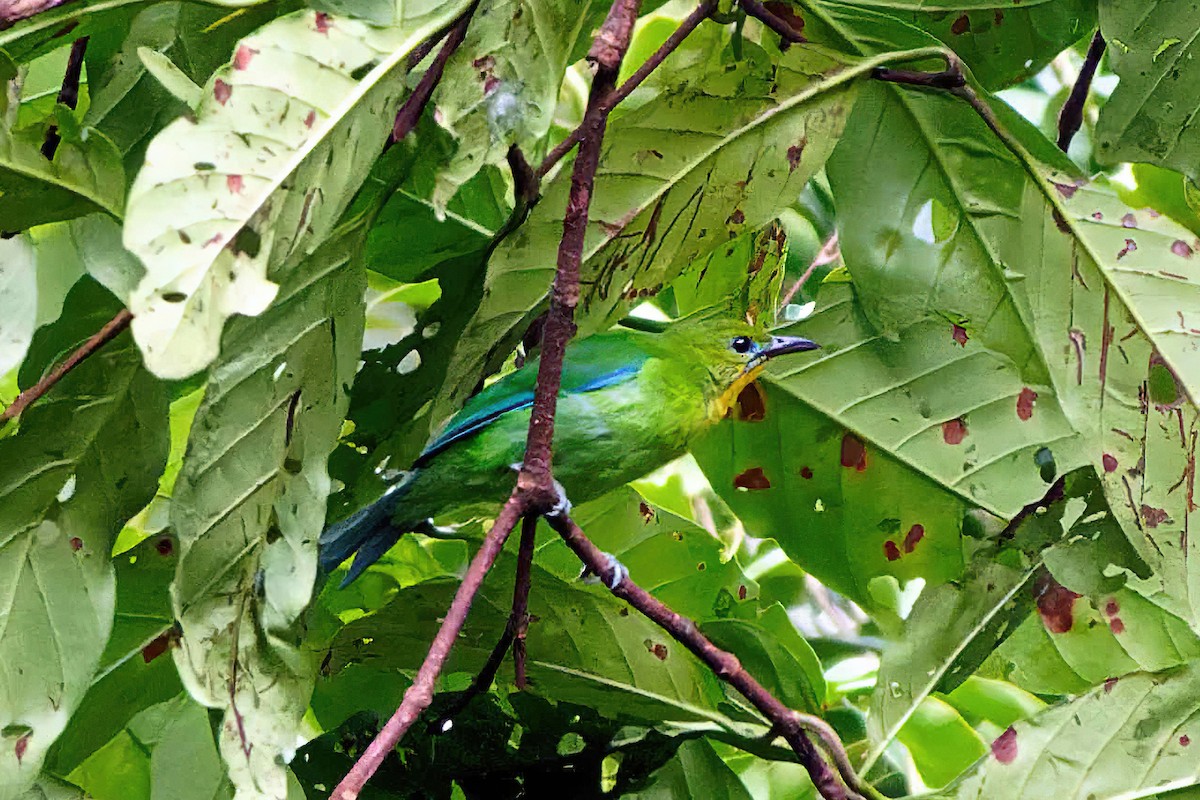 Yellow-throated Leafbird - ML501847551