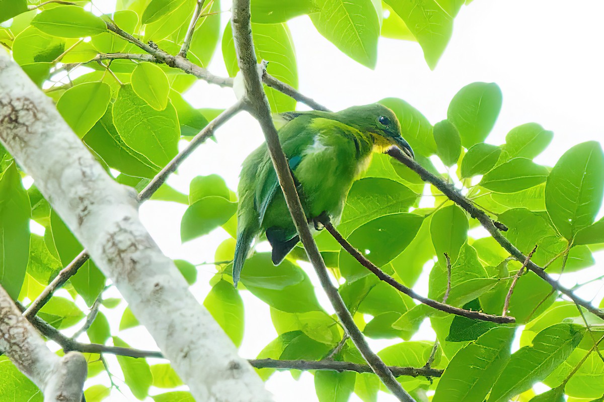 Yellow-throated Leafbird - ML501847561
