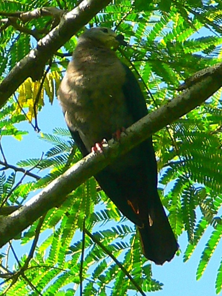 Pacific Imperial-Pigeon - ML501850821