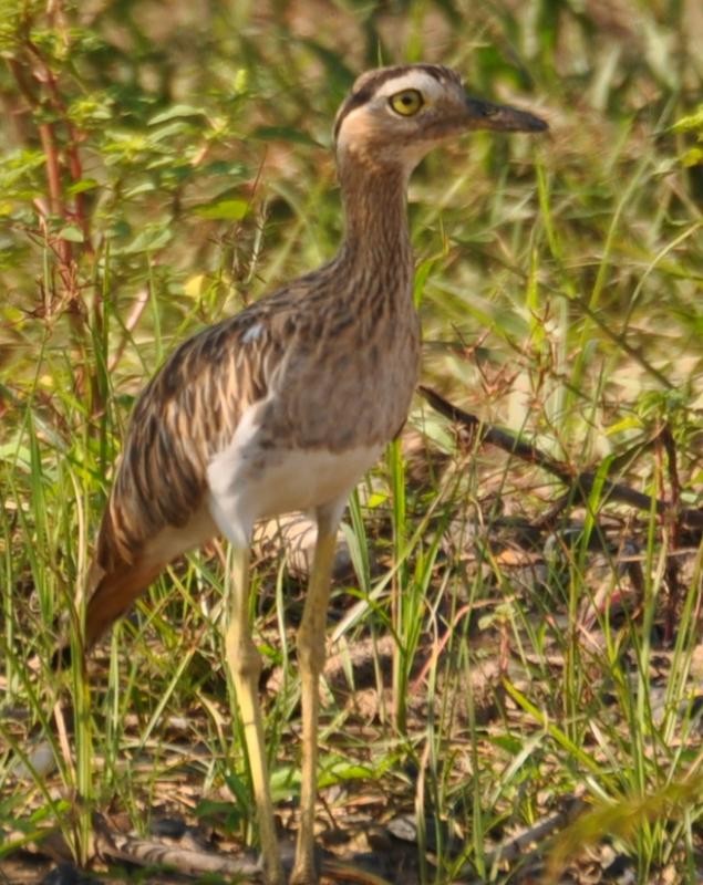 Double-striped Thick-knee - ML501862681
