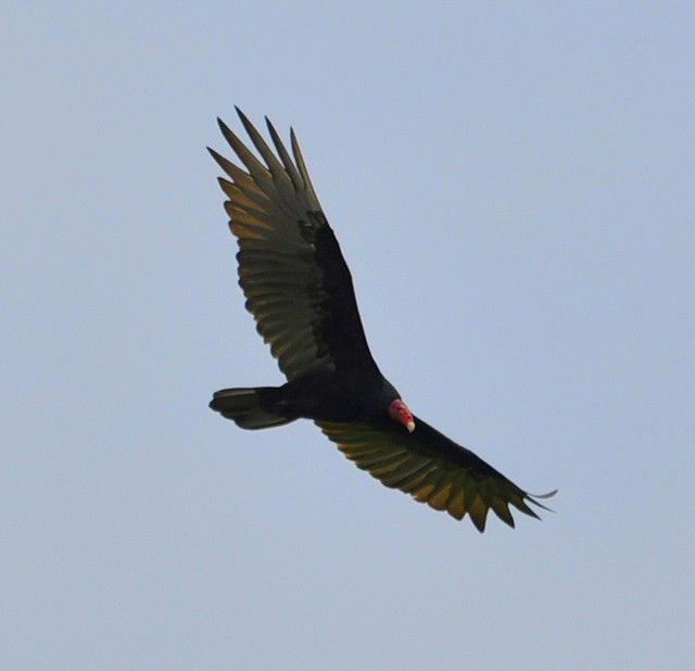 Turkey Vulture - ML501862781