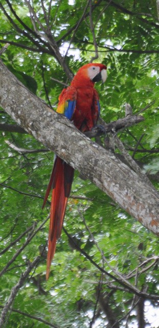 Scarlet Macaw - ML501863081