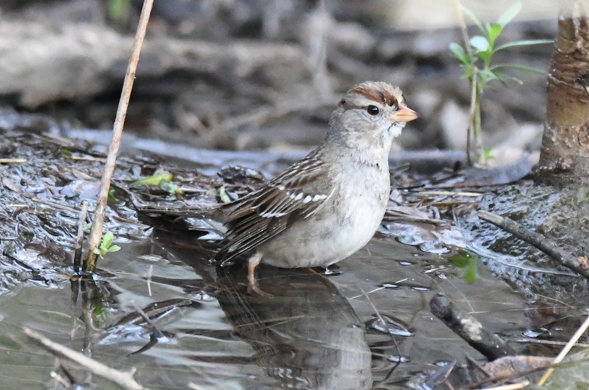 White-crowned Sparrow - ML50186461