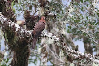 Black-billed Cuckoo-Dove, ML501866351