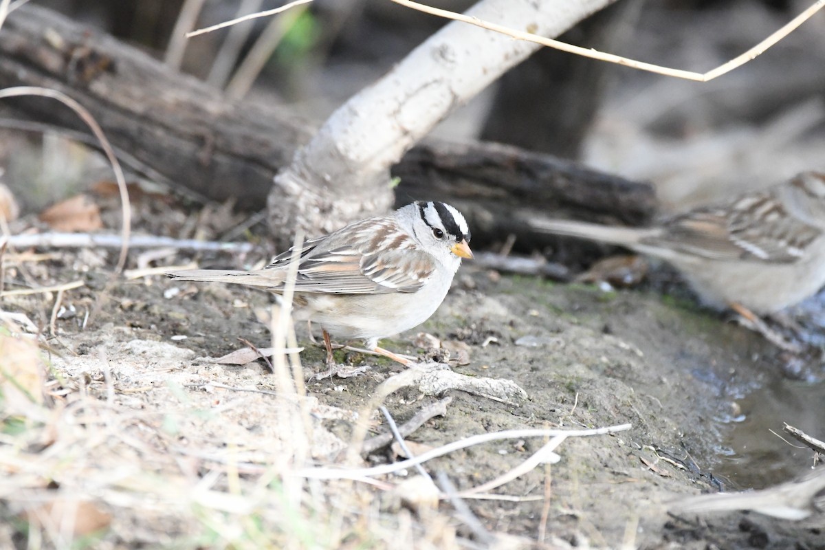 White-crowned Sparrow - ML50186651