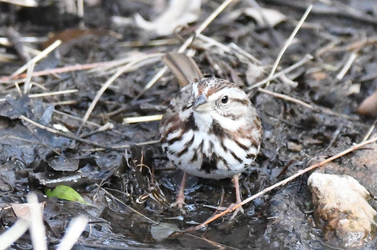 Song Sparrow - Cathryn Dippo