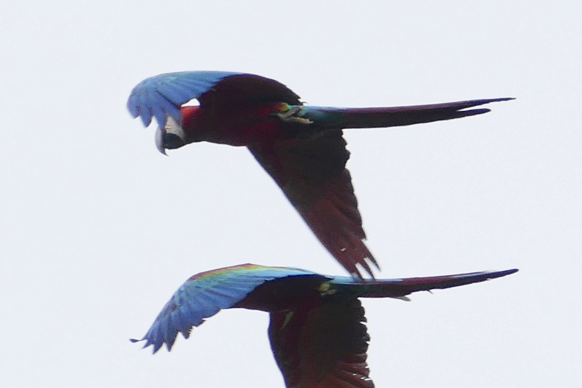 Red-and-green Macaw - ML50187311