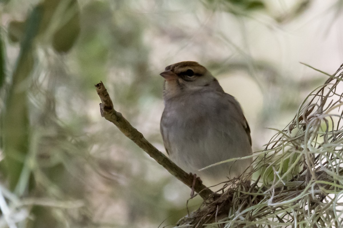 Chipping Sparrow - ML501876671