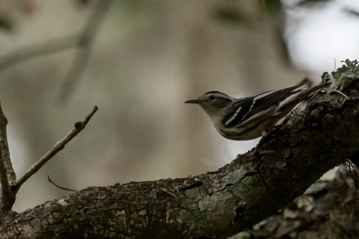 Black-and-white Warbler - ML501876871