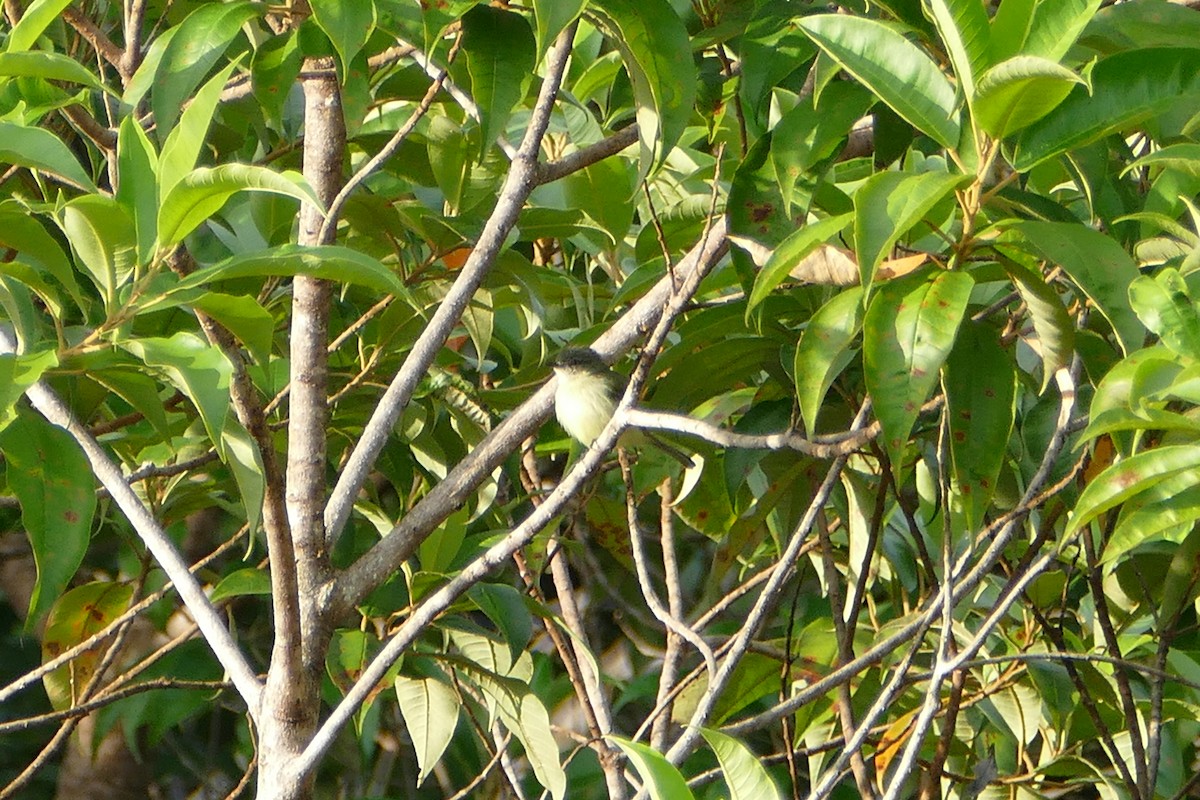 Gray-crowned Flatbill - ML50187831