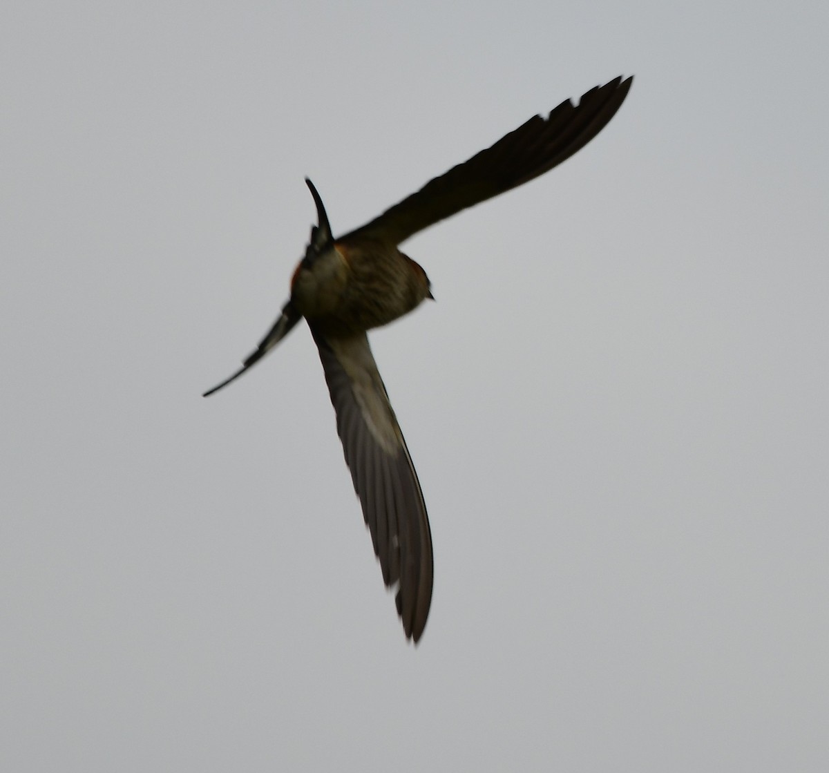 Lesser Striped Swallow - ML501882331